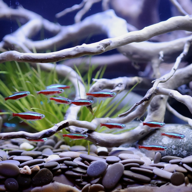 Tropical fish